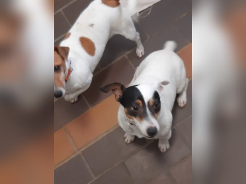 Jolly Jumper (auf Pflegestelle in Süderbrarup)