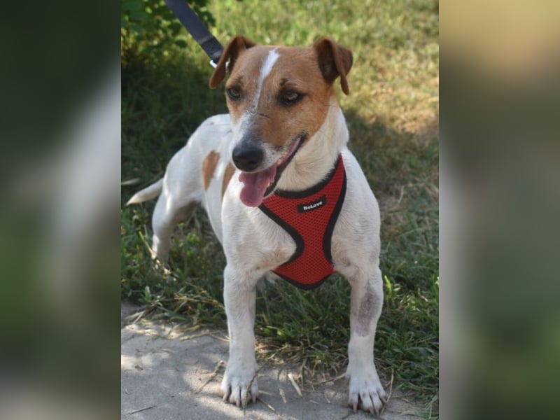 Judy Marie kleine aktive Hundedame