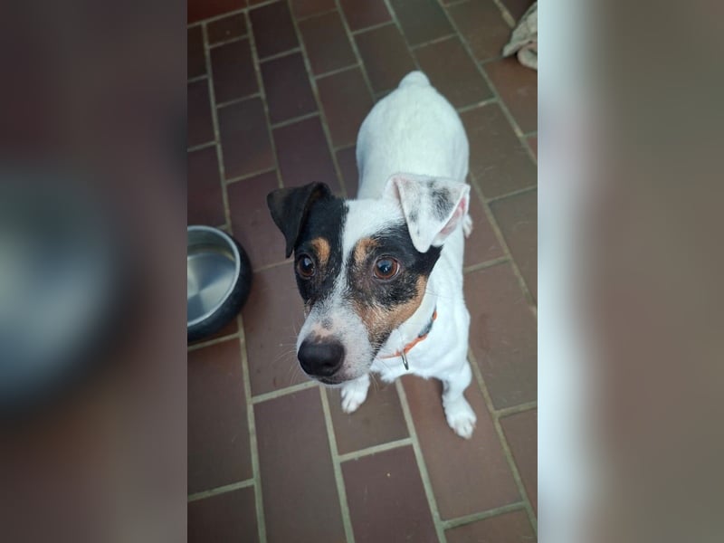 Jolly Jumper (auf Pflegestelle in Süderbrarup)