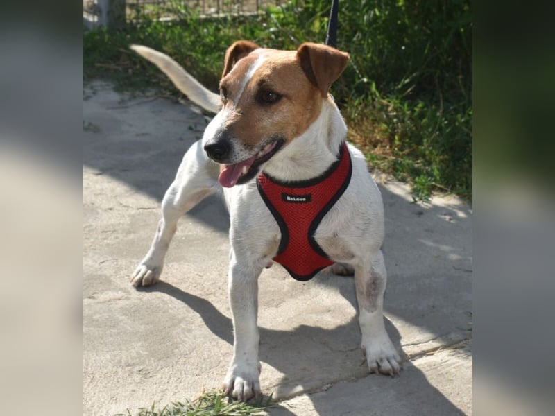 Judy Marie kleine aktive Hundedame