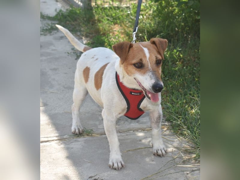 Judy Marie kleine aktive Hundedame