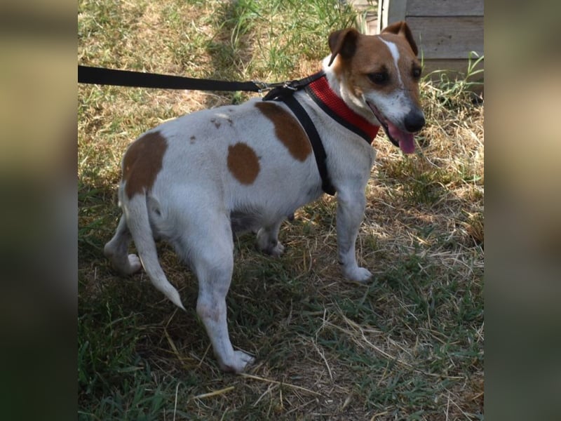 Judy Marie kleine aktive Hundedame