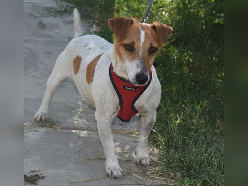 Judy Marie kleine aktive Hundedame