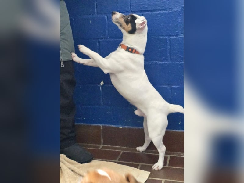 Jolly Jumper (auf Pflegestelle in Süderbrarup)