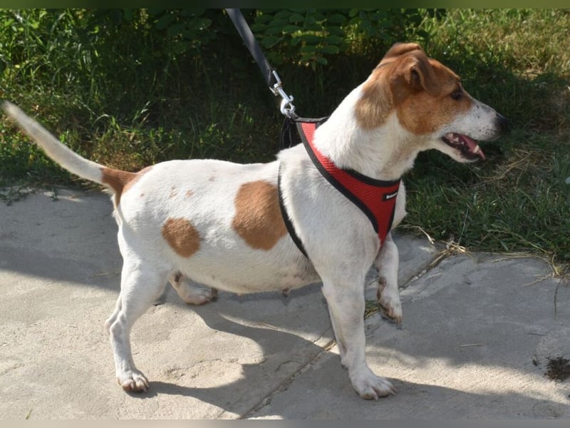 Judy Marie kleine aktive Hundedame