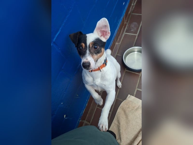 Jolly Jumper (auf Pflegestelle in Süderbrarup)