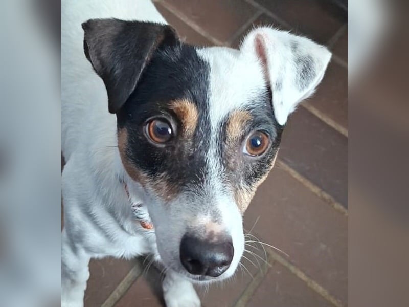 Jolly Jumper (auf Pflegestelle in Süderbrarup)