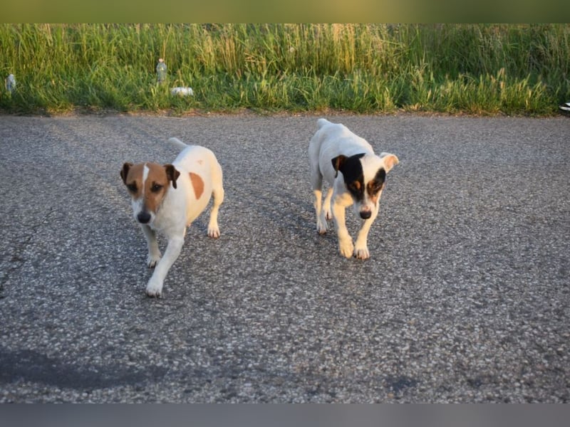 Judy Marie kleine aktive Hundedame