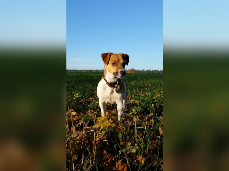 Kluger, bildhübscher Jack Russell Terrier Rüde