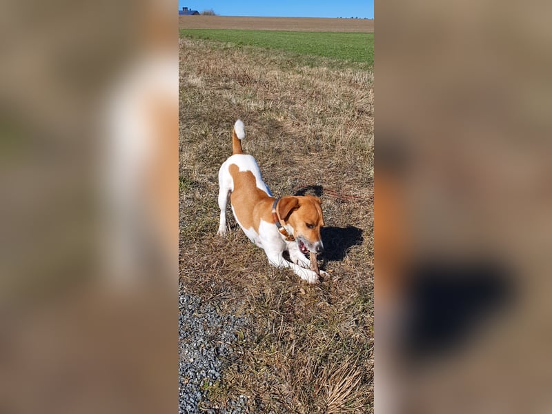 Kluger, bildhübscher Jack Russell Terrier Rüde