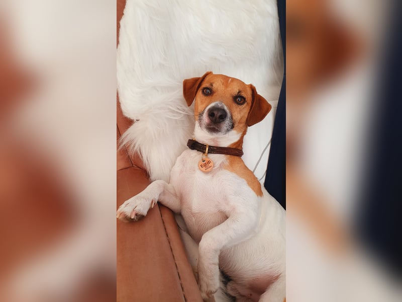 Kluger, bildhübscher Jack Russell Terrier Rüde