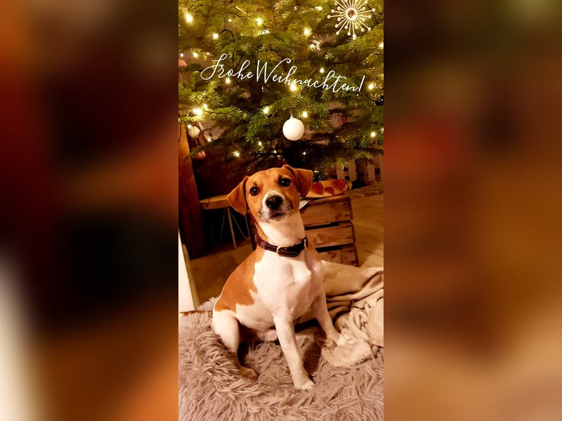 Kluger, bildhübscher Jack Russell Terrier Rüde