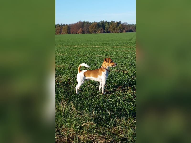 Kluger, bildhübscher Jack Russell Terrier Rüde