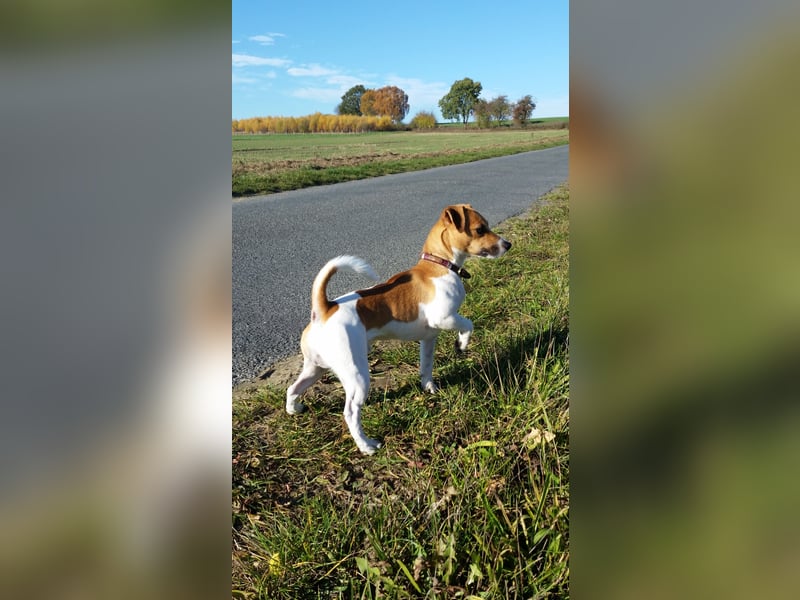 Kluger, bildhübscher Jack Russell Terrier Rüde