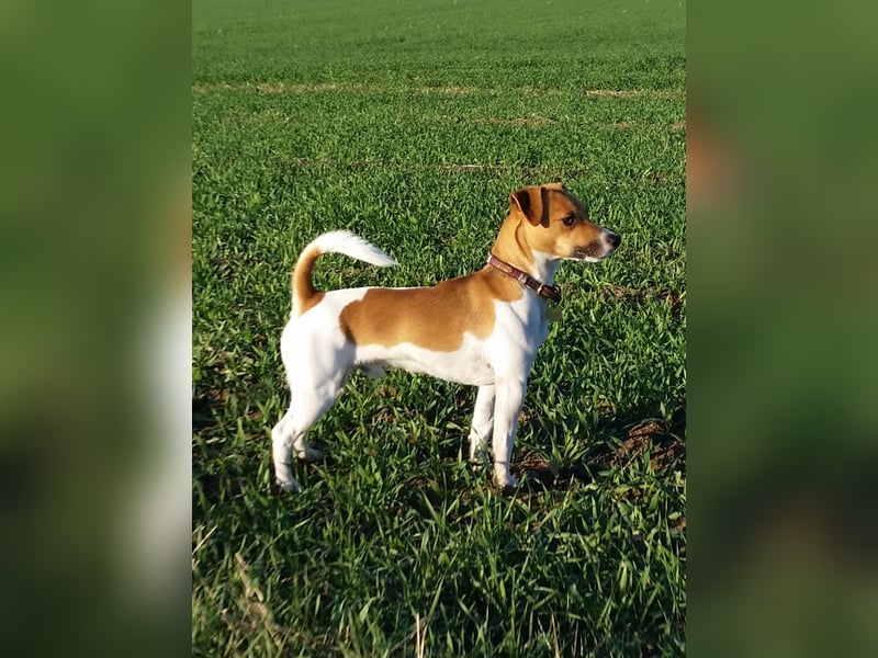Kluger, bildhübscher Jack Russell Terrier Rüde