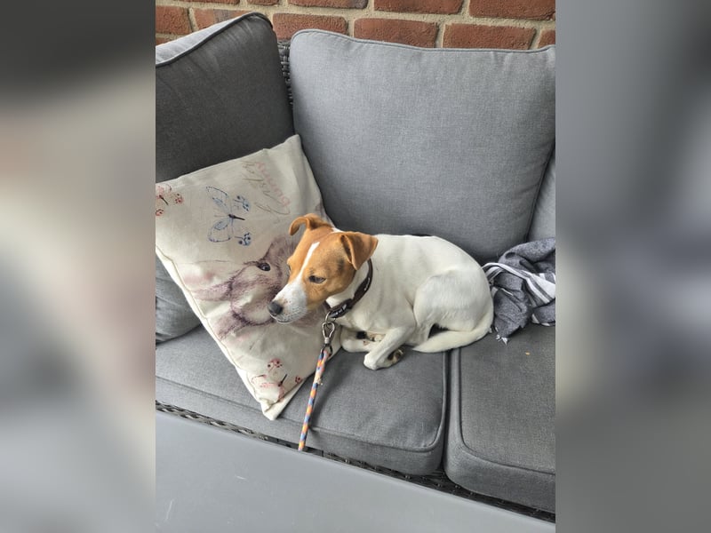 Parson Jack Russel Terrier Deckrüde gesucht
