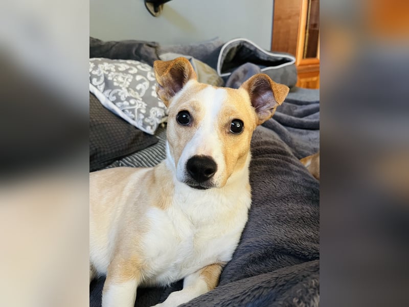 Aktiver Mischling will die Welt entdecken