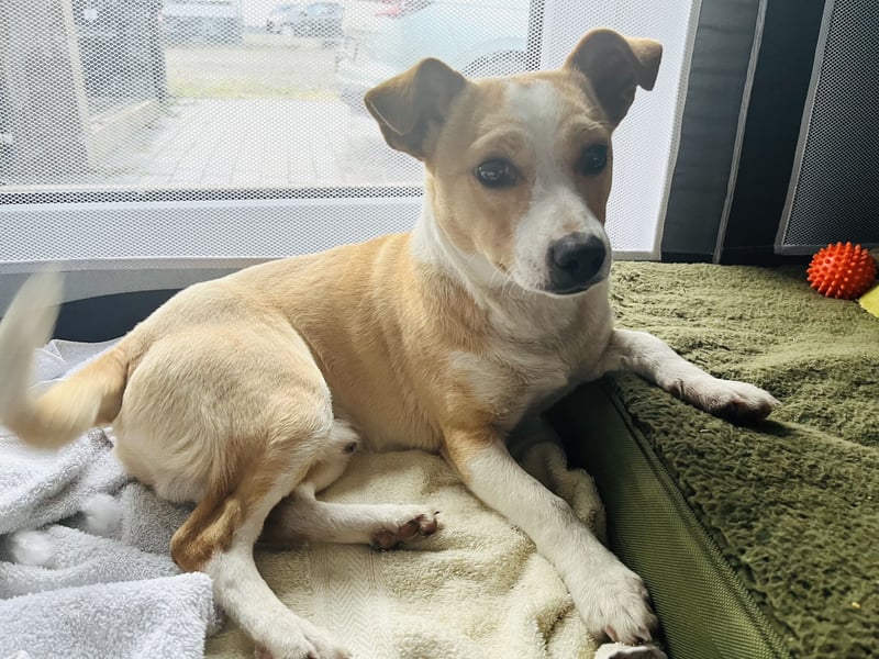 Aktiver Mischling will die Welt entdecken