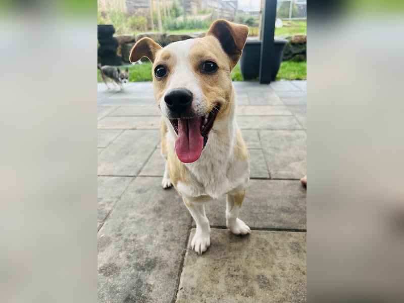 Aktiver Mischling will die Welt entdecken