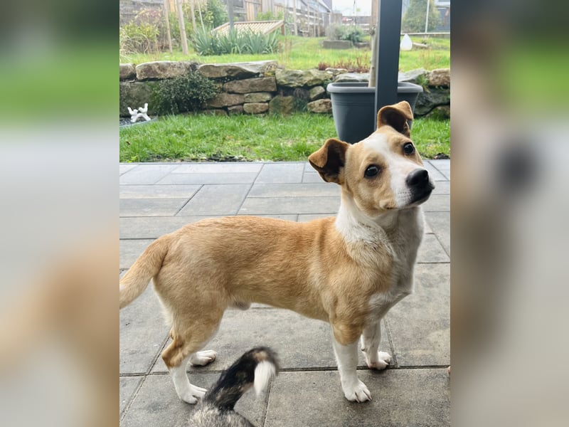 Aktiver Mischling will die Welt entdecken