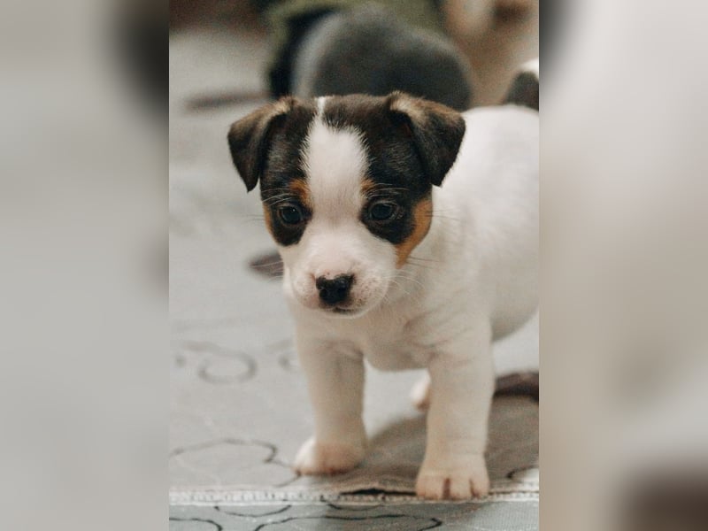 Jack Russell Terrier Deckrüde