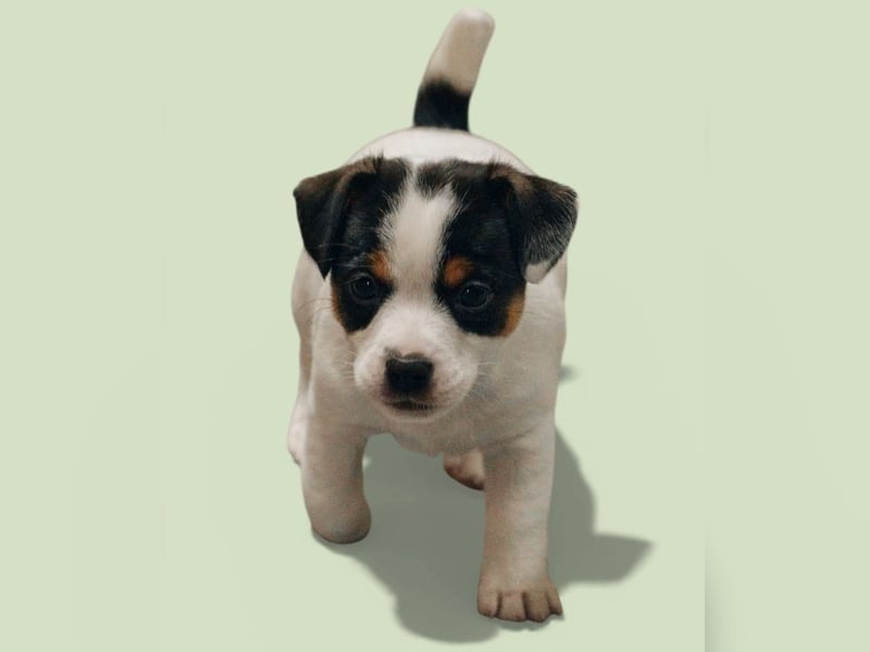 Jack Russell Terrier Deckrüde
