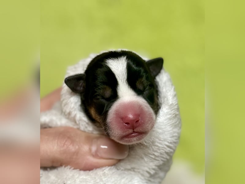 Jack Russell Terrier Deckrüde