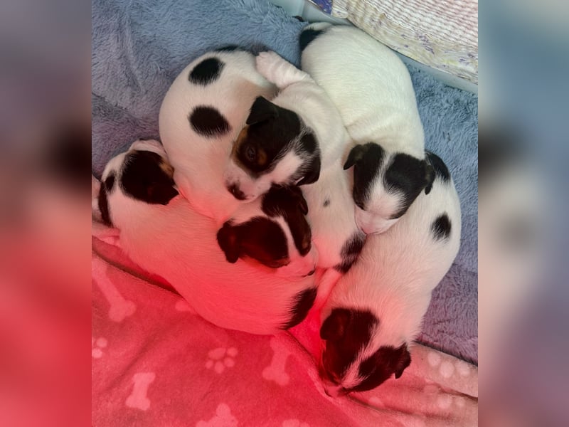 Jack Russell Terrier Deckrüde