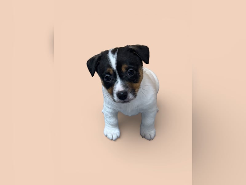 Jack Russell Terrier Deckrüde