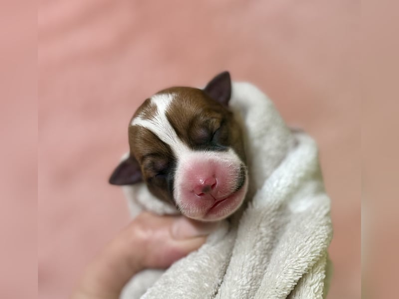 Jack Russell Terrier Deckrüde