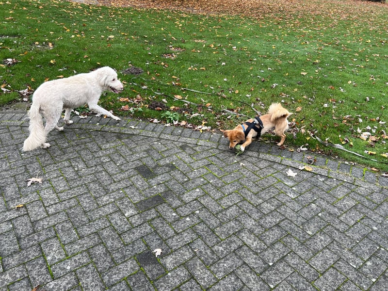 Liebevolles Zuhause für Balou gesucht