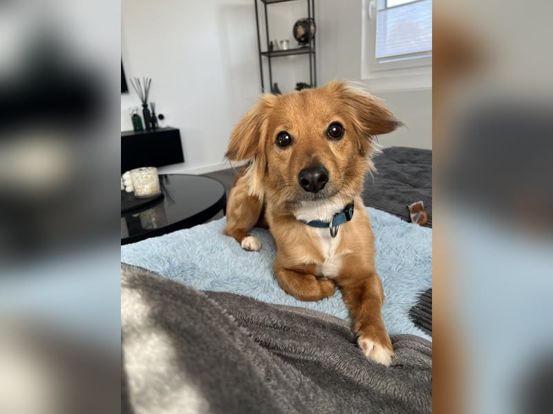 Liebevolles Zuhause für Balou gesucht