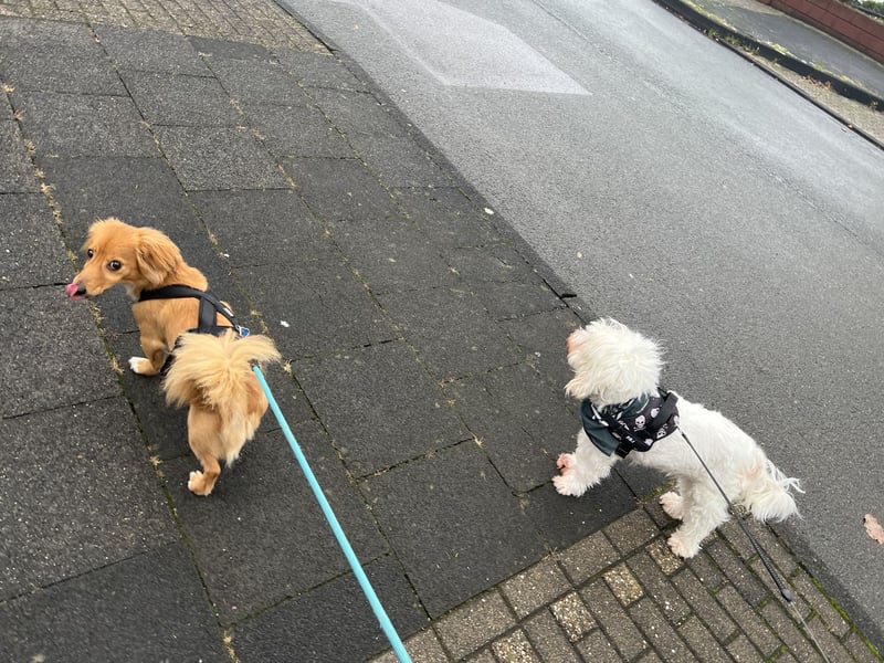 Liebevolles Zuhause für Balou gesucht