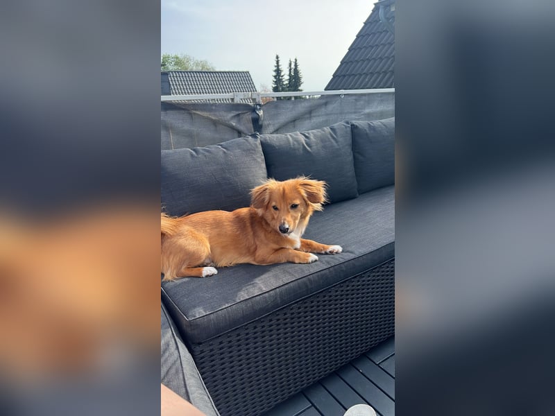 Liebevolles Zuhause für Balou gesucht
