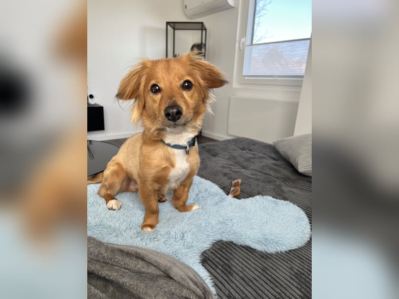 Liebevolles Zuhause für Balou gesucht
