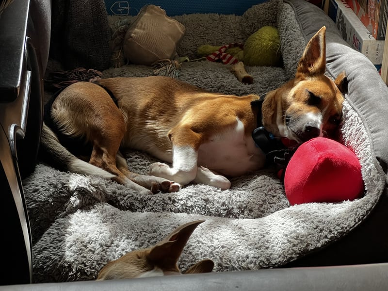 Bella sucht ein liebevolles Zuhause, 4,5 Jahre