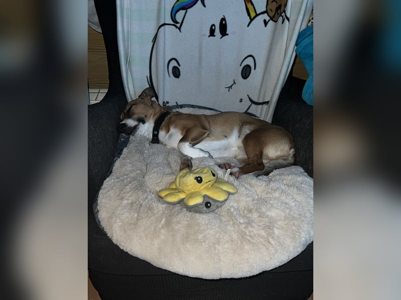 Bella - 4,5 jährige Jack-Russell-Mix Hündin