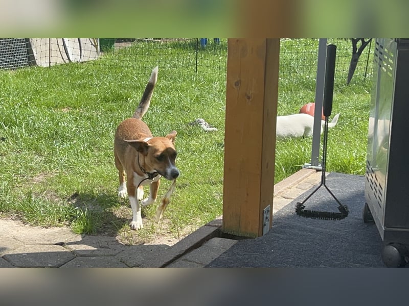 Bella - 4,5 jährige Jack-Russell-Mix Hündin
