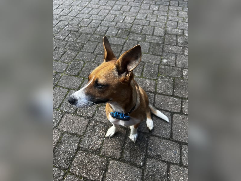 Bella sucht ein liebevolles Zuhause, 4,5 Jahre