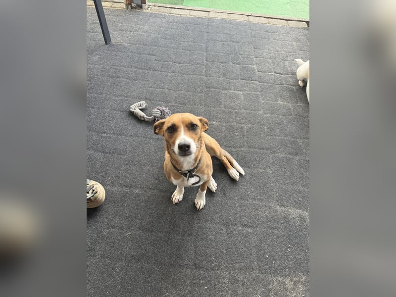 Bella - 4,5 jährige Jack-Russell-Mix Hündin