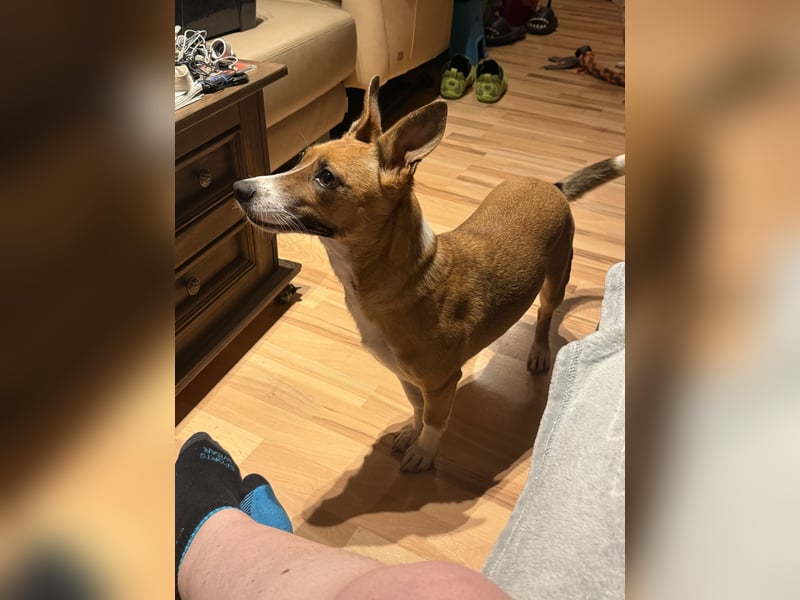 Bella - 4,5 jährige Jack-Russell-Mix Hündin