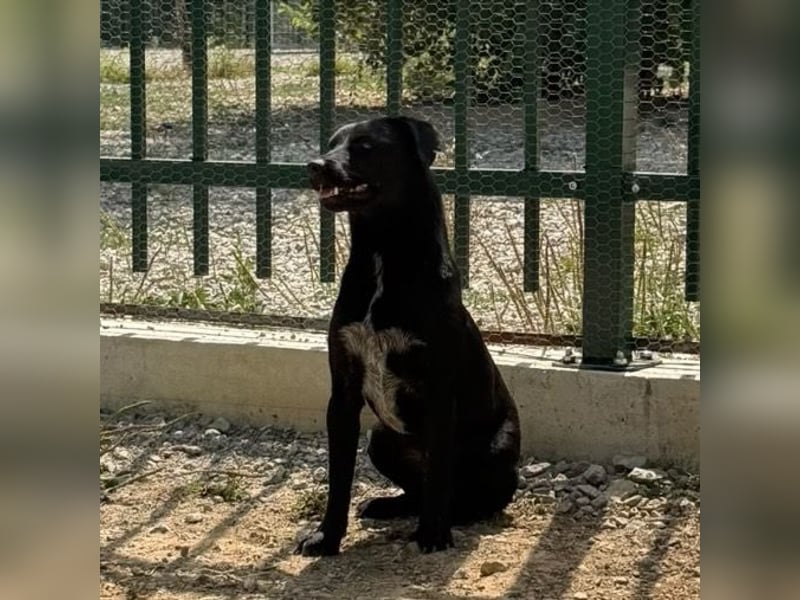 Filly ein schwarzer ängstlicher Bub