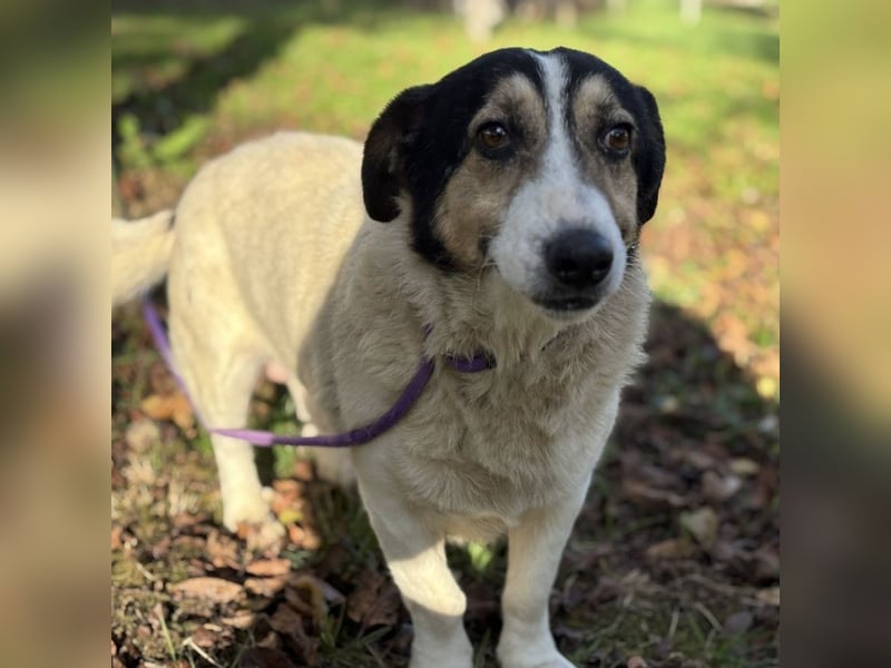 Mipp braucht jemanden der ihm lieb hat