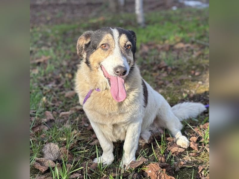 Mipp braucht jemanden der ihm lieb hat
