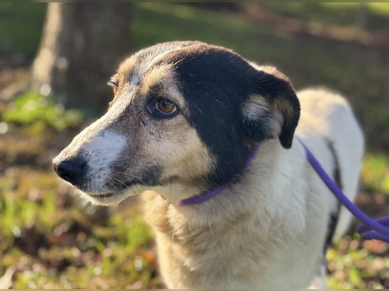 Mipp braucht jemanden der ihm lieb hat