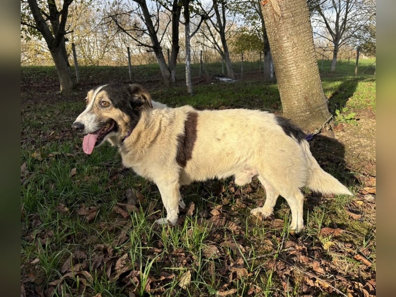 Mipp braucht jemanden der ihm lieb hat