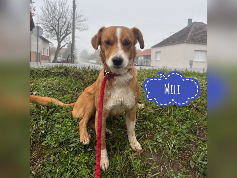 Mili ein absolut lieber kleiner Kerl