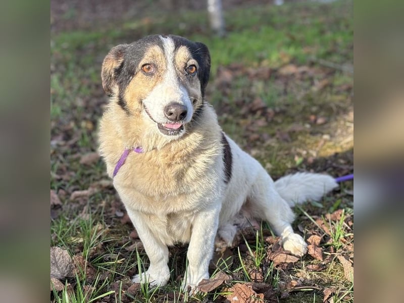 Mipp braucht jemanden der ihm lieb hat