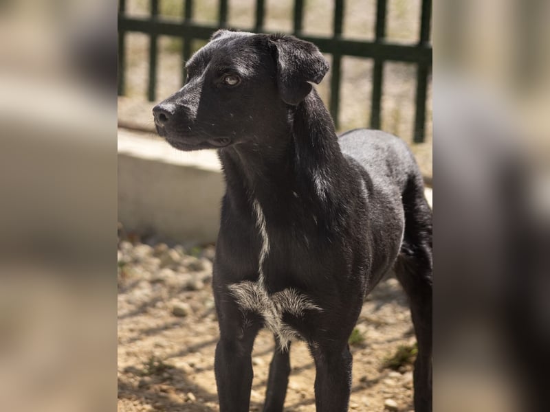 Filly ein schwarzer ängstlicher Bub