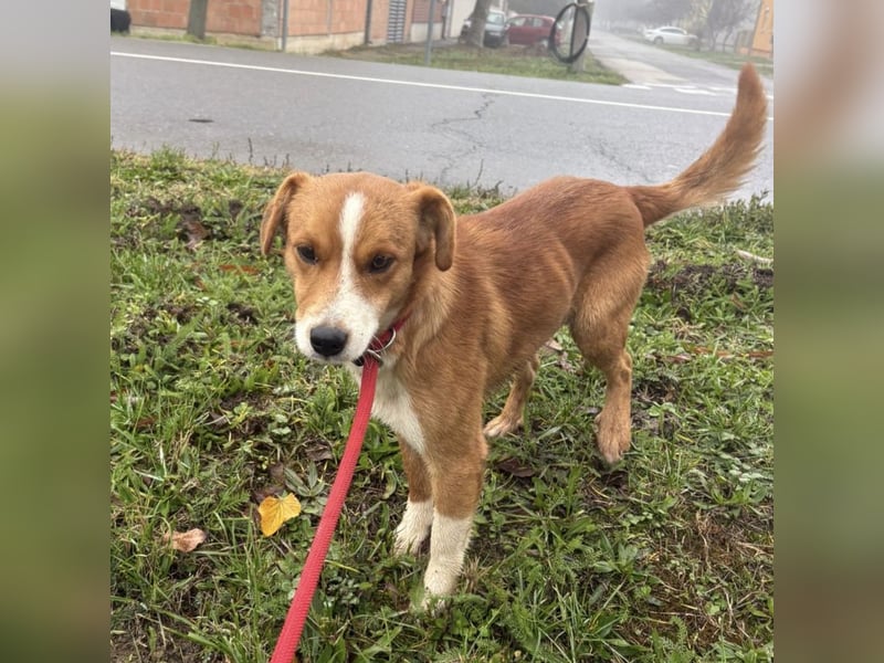 Mili ein absolut lieber kleiner Kerl